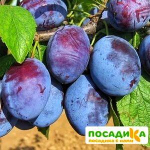 Слива Чачакская ранняя купить по цене от 229.00р. в интернет-магазине «Посадика» с доставкой почтой в в Ясногорске и по всей России – [изображение №1].