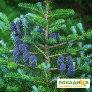 Пихта корейская (Abies koreana) купить по цене от 450.00р. в интернет-магазине «Посадика» с доставкой почтой в в Ясногорске и по всей России – [изображение №1].