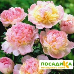 Пион Распберри Сандей (Paeonia Raspberry Sundae) купить по цене от 959р. в интернет-магазине «Посадика» с доставкой почтой в в Ясногорске и по всей России – [изображение №1].