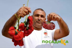 Клубника Гигант Джорнея купить по цене от 266р. в интернет-магазине «Посадика» с доставкой почтой в в Ясногорске и по всей России – [изображение №1].
