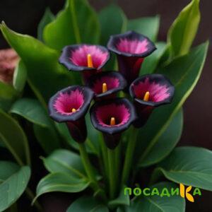 Калла Аура Лейс купить по цене от 400р. в интернет-магазине «Посадика» с доставкой почтой в в Ясногорске и по всей России – [изображение №1].