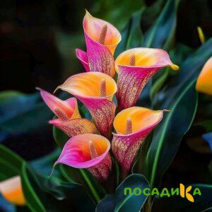 Калла Оникс купить по цене от 450р. в интернет-магазине «Посадика» с доставкой почтой в в Ясногорске и по всей России – [изображение №1].