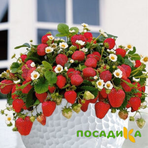 Клубника Рубиновый Шепот (горшечная) купить по цене от 240р. в интернет-магазине «Посадика» с доставкой почтой в в Ясногорске и по всей России – [изображение №1].