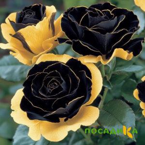 Роза Ханни Сикл купить по цене от 700р. в интернет-магазине «Посадика» с доставкой почтой в в Ясногорске и по всей России – [изображение №1].