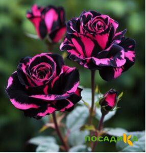 Роза Багровый Шепот купить по цене от 366р. в интернет-магазине «Посадика» с доставкой почтой в в Ясногорске и по всей России – [изображение №1].