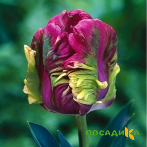 Тюльпан Экзотик Хэвен купить по цене от 186р. в интернет-магазине «Посадика» с доставкой почтой в в Ясногорске и по всей России – [изображение №1].