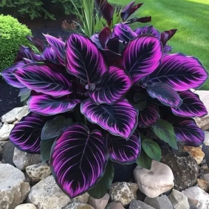 Хоста Люминоза купить по цене от 450р. в интернет-магазине «Посадика» с доставкой почтой в в Ясногорске и по всей России – [изображение №1].