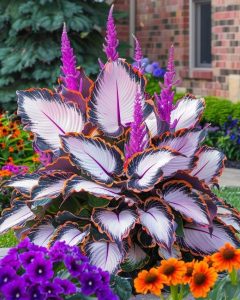 Хоста Кримэн Дрим купить по цене от 549р. в интернет-магазине «Посадика» с доставкой почтой в в Ясногорске и по всей России – [изображение №1].