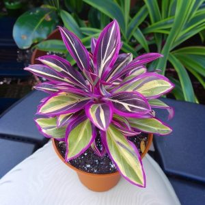 Хоста Сильвер Стик купить по цене от 650р. в интернет-магазине «Посадика» с доставкой почтой в в Ясногорске и по всей России – [изображение №1].