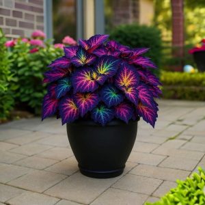 Хоста Фрости Блю купить по цене от 389р. в интернет-магазине «Посадика» с доставкой почтой в в Ясногорске и по всей России – [изображение №1].