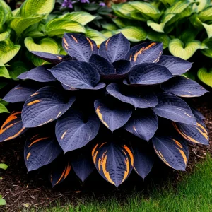 Хоста Умбра купить по цене от 349р. в интернет-магазине «Посадика» с доставкой почтой в в Ясногорске и по всей России – [изображение №1].