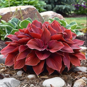 Хоста Малыш Шедевр купить по цене от 421р. в интернет-магазине «Посадика» с доставкой почтой в в Ясногорске и по всей России – [изображение №1].