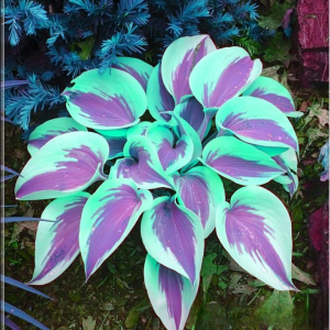 Хоста Висперин Бьюти купить по цене от 379р. в интернет-магазине «Посадика» с доставкой почтой в в Ясногорске и по всей России – [изображение №1].