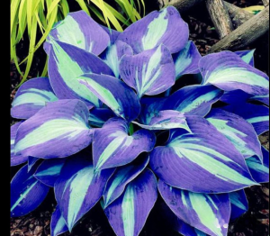 Хоста Аурелия купить по цене от 450р. в интернет-магазине «Посадика» с доставкой почтой в в Ясногорске и по всей России – [изображение №1].